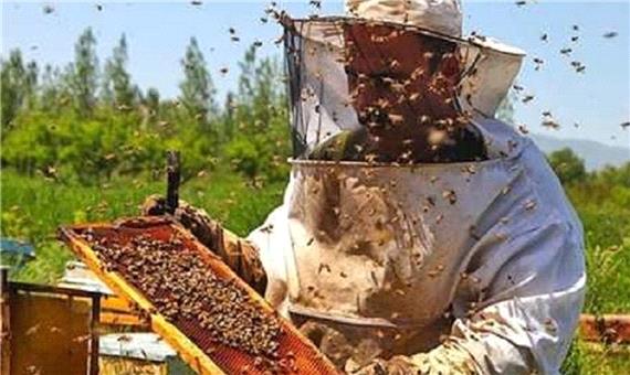 زنبورداری ایران در شرف ورشکستگی