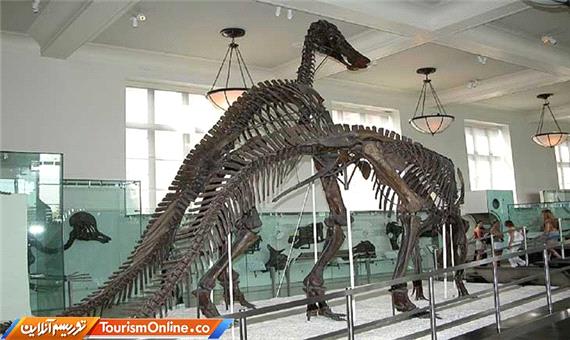 استخوان‌های بزرگترین دایناسور جهان را در کدام موزه ببینیم؟