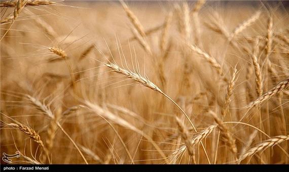 روسیه از وابستگی به صادرکننده بزرگ گندم دنیا تبدیل شد