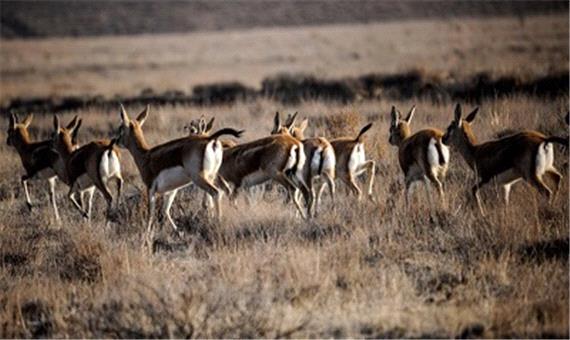 بهره‌گیری از پهپاد در اجرای پروژه سرشماری حیات وحش در فارس
