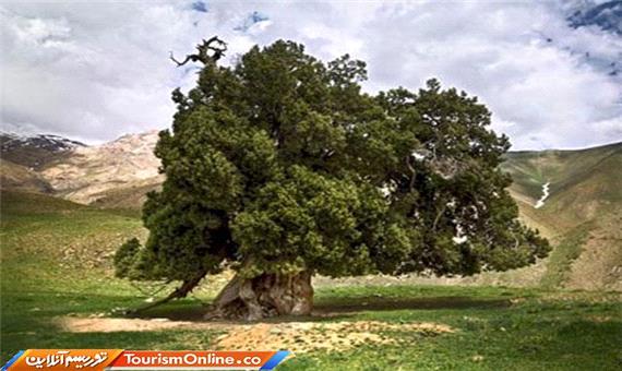 تعیین عرصه و حریم درخت 2700 ساله در شهرستانک