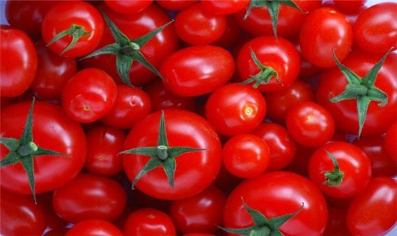 گوجه فرنگی ارزان نشد؛ عرضه در خرده‌فروشی‌ها با قیمت 14 هزار تومان