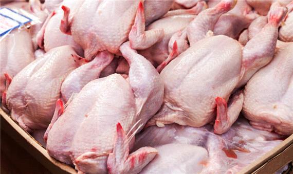 دولت و مجلس عاجز از کنترل قیمت مرغ
