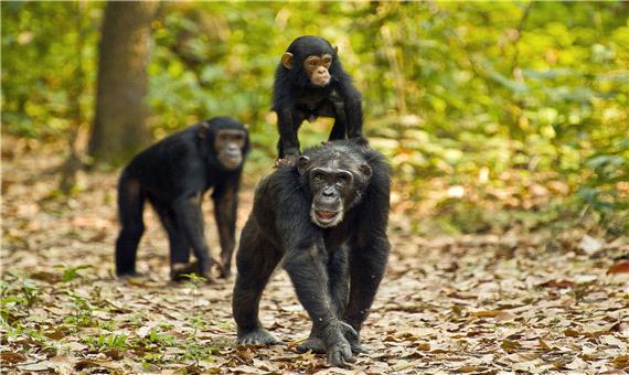 نابودی زیستگاه میمون‌های بزرگ آفریقایی در آینده‌ای نزدیک