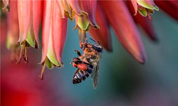 نوعی زنبور عسل بر اثر رویدادی ژنتیکی، ارتش همسان جاودانه می‌سازد