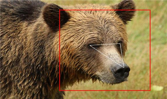 ژاپنی‌ها از فناوری تشخیص چهره برای شناسایی خرس‌های مهاجم استفاده می‌کنند
