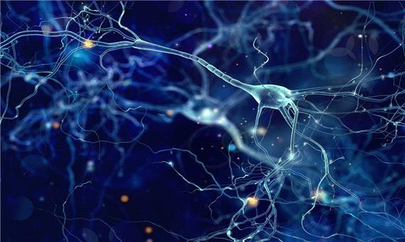 نورون زیستی از نظر محاسباتی چقدر پیچیده است؟