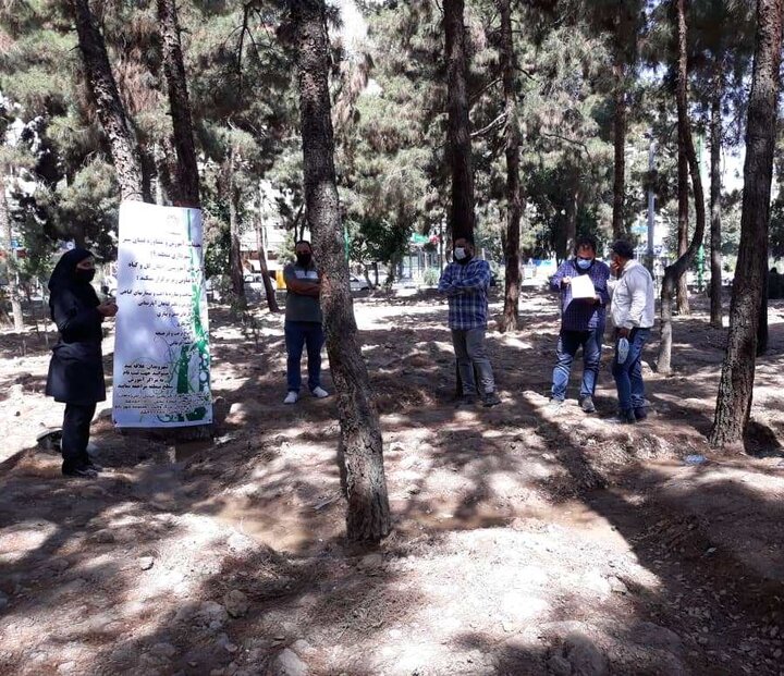 آغاز طرح مبارزه غیرشیمیایی با آفت درختان کاج