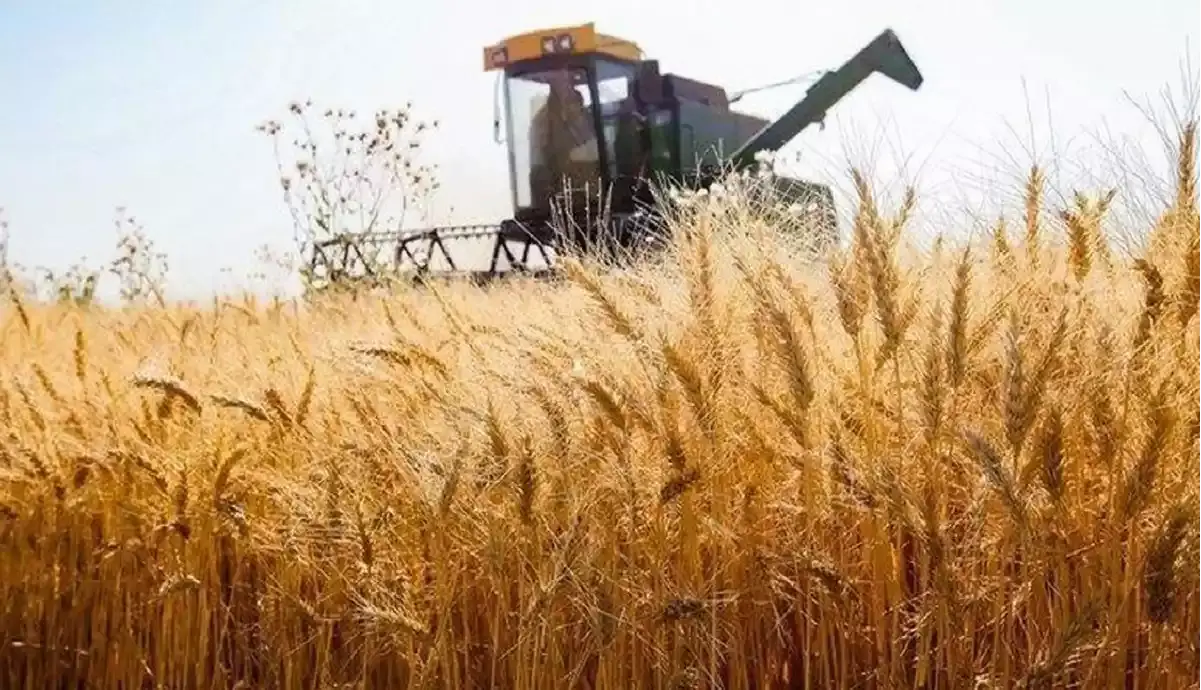 قیمت خرید تضمینی گندم نباید زیر ۳۰ هزار تومان باشد