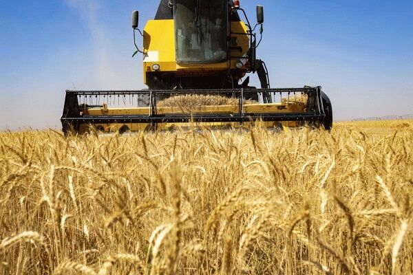 نرخ خرید تضمینی گندم تعیین شد