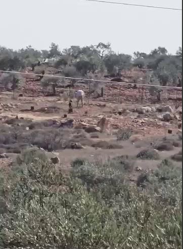 تصاویری از  اقدام جنایتکارانه شهرک نشین صهیونیست در یک روستای فلسطینی