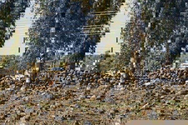 ربودن ۲ جوان سوری به دست نظامیان اسرائیلی