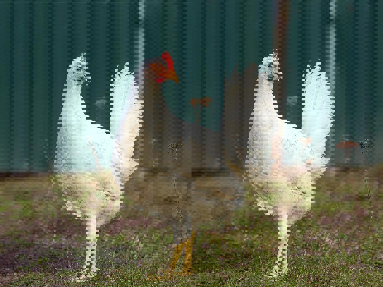 قیمت هرکیلو مرغ زنده در بازار